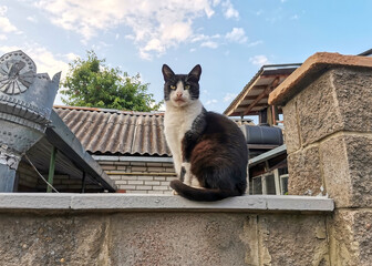 Black and white beautiful cat sits on a stone fence. Pet, favorite