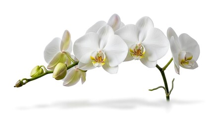 White orchid flowers and buds on a green stem with a soft shadow beneath against a plain white background