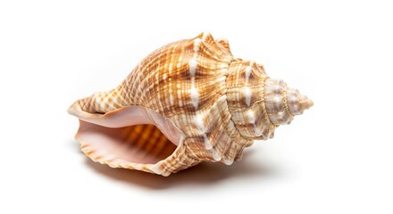 Obraz premium A brown and white spiral seashell featuring a ribbed texture and striped patterns rests on a plain white surface