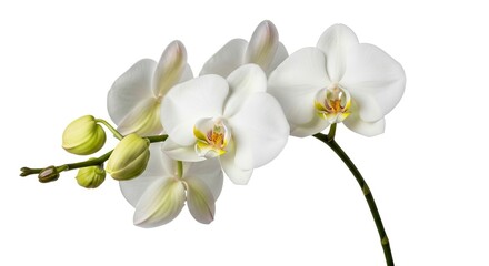 A cluster of white orchids with yellow centers and green buds on a stem set against a plain white background