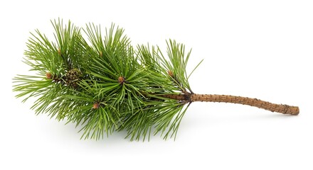 A fresh pine branch with vibrant green needles and several small developing cones lies on a clean white surface casting a soft shadow