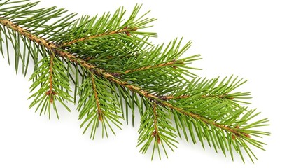 A green conifer branch with short needles and small buds extends diagonally across a stark white background