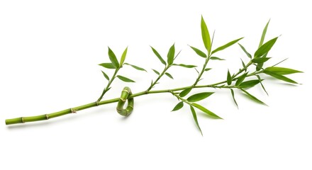 A long green plant stem with numerous leaves extends horizontally across a white background The stem features a unique knot-like bend in its central section