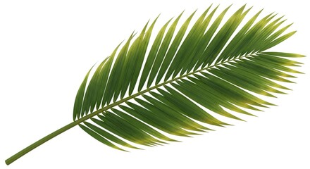 Fototapeta premium A single green palm frond with multiple leaflets extends diagonally against a bright white background showing varied green and yellowish tones