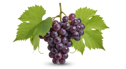 Fototapeta premium A vibrant bunch of purple grapes with green leaves and a stem against a plain white background