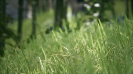 Bright green blades of grass dance in the soft breeze within a tranquil meadow. Sunlight filters through the trees, creating a serene and peaceful atmosphere that invites relaxation.