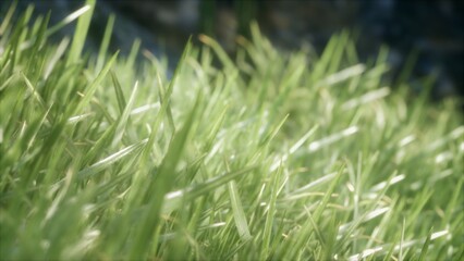Vibrant blades of grass sway gracefully in a gentle breeze, illuminated by the warm sunlight in a tranquil outdoor setting, evoking a sense of peace and natural beauty.