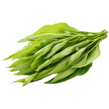 crateva shoots Pak Tiew on transparent png background