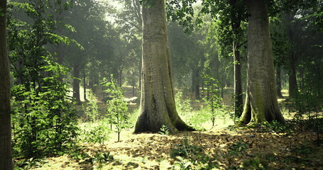 Sunlight streams through the branches of tall trees in a verdant forest. Young plants and foliage thrive in rich soil, creating a tranquil and serene atmosphere.