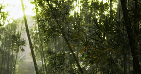 Soft sunlight filters through the dense bamboo forest, highlighting the lush greenery and creating a serene atmosphere. The morning light casts gentle shadows on the foliage.
