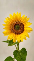 Single sunflower against light background