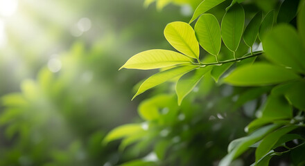 The gentle morning sun filters through the vibrant green leaves of a tree, creating a serene and natural background