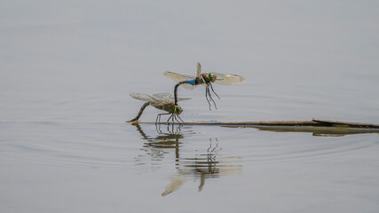 mating of two Anax parthenope dragonflies on a branch floating on a body of water