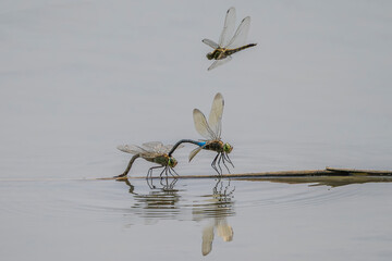 mating of two Anax parthenope dragonflies on a branch floating on a body of water