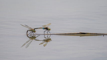 mating of two Anax parthenope dragonflies on a branch floating on a body of water