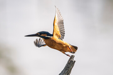 Kingfisher flying over a body of water