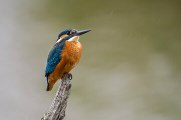 Martin, pêcheur sitting on a branch above the Sousse pond, Brenne, France, Ricot pond, Brenne, France
