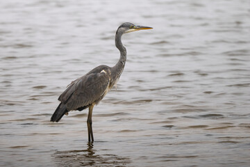 gray heron on the edge of a body of water