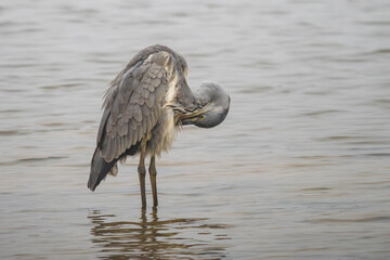 gray heron on the edge of a body of water