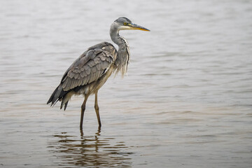 gray heron on the edge of a body of water