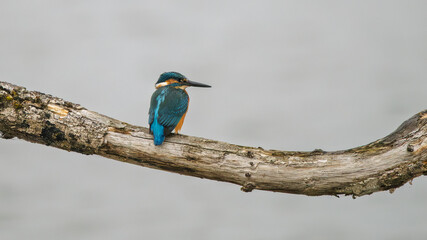 Martin, pêcheur sitting on a branch above the Sousse pond, Brenne, France, Ricot pond, Brenne, France