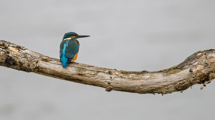 Martin, pêcheur sitting on a branch above the Sousse pond, Brenne, France, Ricot pond, Brenne, France
