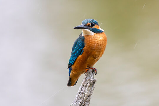 Martin, p&ecirc;cheur sitting on a branch above the Sousse pond, Brenne, France, Ricot pond, Brenne, France