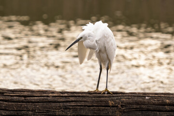 a little egret shakes itself and dries its feathers