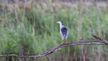 Night heron perched on a dead tree trunk