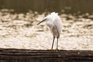 a little egret shakes itself and dries its feathers