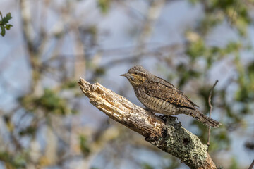 Wryneck perched on a dead wood branch