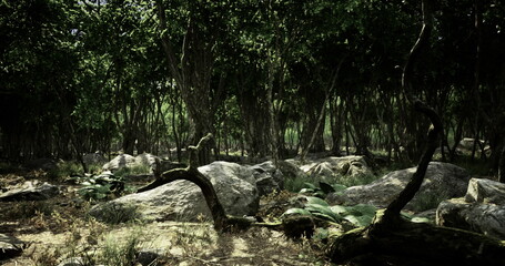 Sunlight cascades through the dense canopy, illuminating the forest floor. Lush greenery flourishes among rugged rocks, creating a serene and inviting atmosphere for nature lovers.