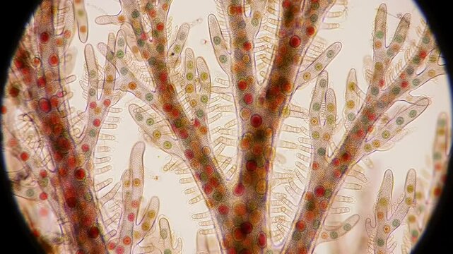 Microscopic algae structure closeup