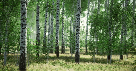 Fototapeta premium A beautiful birch forest filled with tall trees and abundant green foliage creates a serene environment. Sunlight filters through the leaves, illuminating the peaceful landscape.