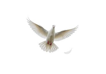Fototapeta premium Isolated white dove flying gracefully with wings spread and a falling feather nearby