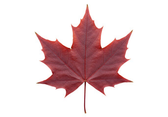 Isolated Red Maple Leaf for Autumnal Still Life and Canadian Symbolism Concepts