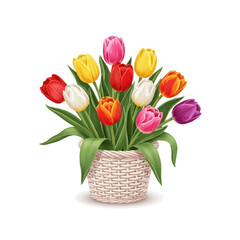 Fototapeta premium Colorful tulip flowers bouquet in woven vas vector illustration