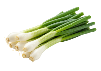 Isolated bunch of fresh scallions ready to cook with in recipes for home and commercial use