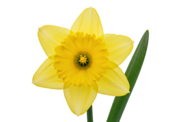 Isolated daffodil bloom against a clean backdrop with vibrant yellow petals & green stalk