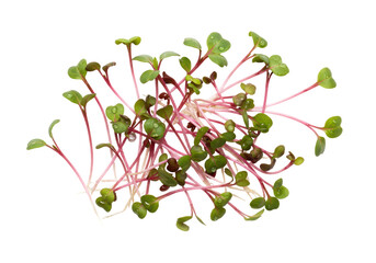Isolated radish microgreens sprouts pile, fresh greens, healthy, edible herbs for salads