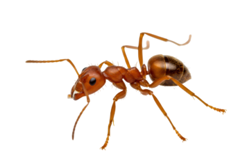 Isolated Red Imported Fire Ant, a stinging insect with distinctive body shape, on neutral backdrop