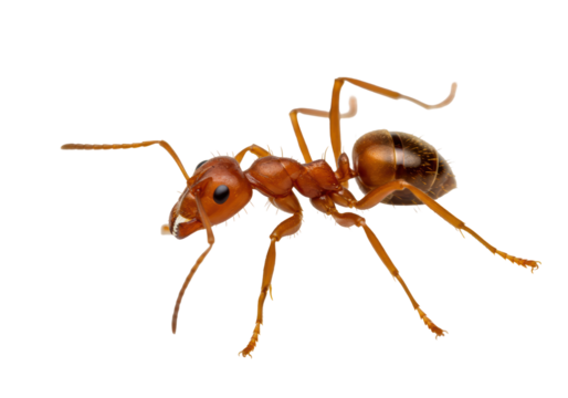 Isolated Red Imported Fire Ant, a stinging insect with distinctive body shape, on neutral backdrop