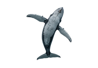 Isolated Humpback whale with open flippers from above, diving marine mammal in the ocean