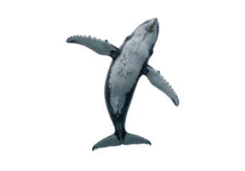 Isolated Humpback whale with open flippers from above, diving marine mammal in the ocean