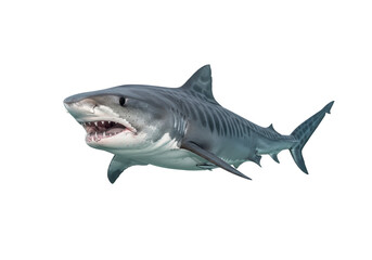 Isolated Tiger Shark displaying its impressive teeth and menacing look, predatory