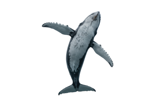 Isolated Humpback whale with open flippers from above, diving marine mammal in the ocean