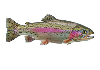 Isolated Rainbow Trout Fish Swimming, Beautiful River Animal, Freshwater Creature