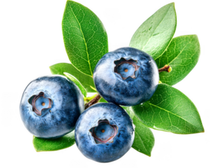 Three ripe blueberries rest near green leaves on transparent background beautifully enhanced