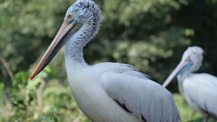 pelican in the grass bill, wings