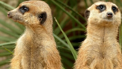 meerkat on guard duty